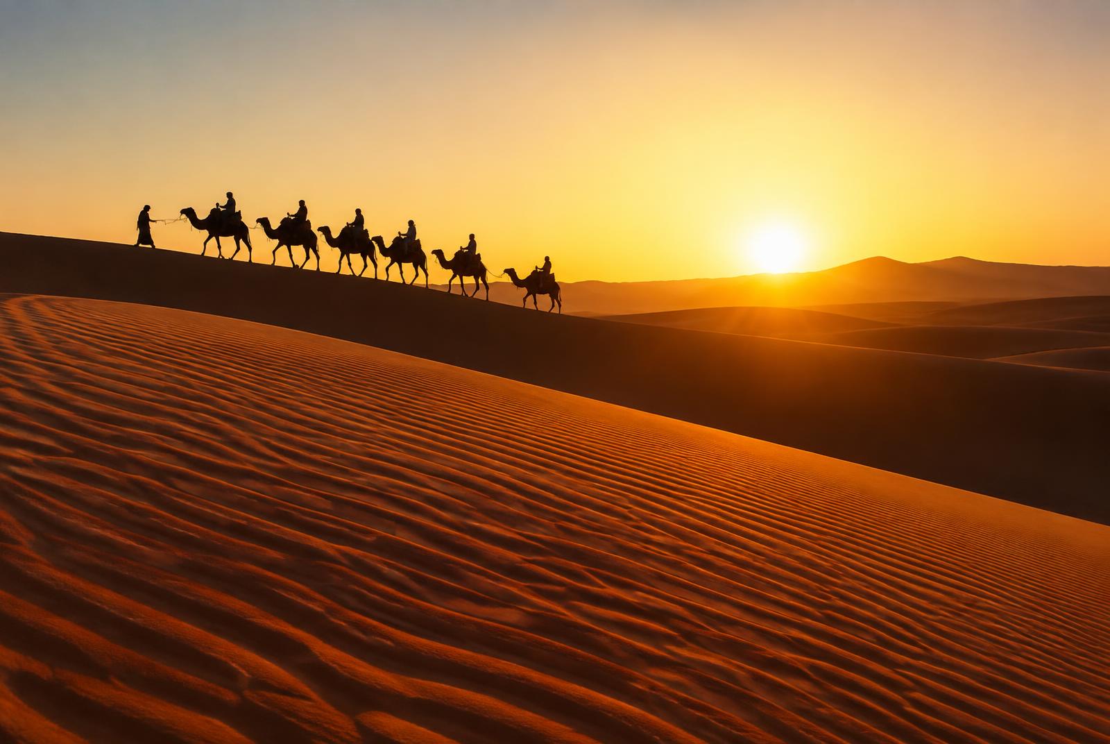 Caravane de chameaux sur la crête d'une grande dune de l'Erg Chebbi à Merzouga au lever du soleil