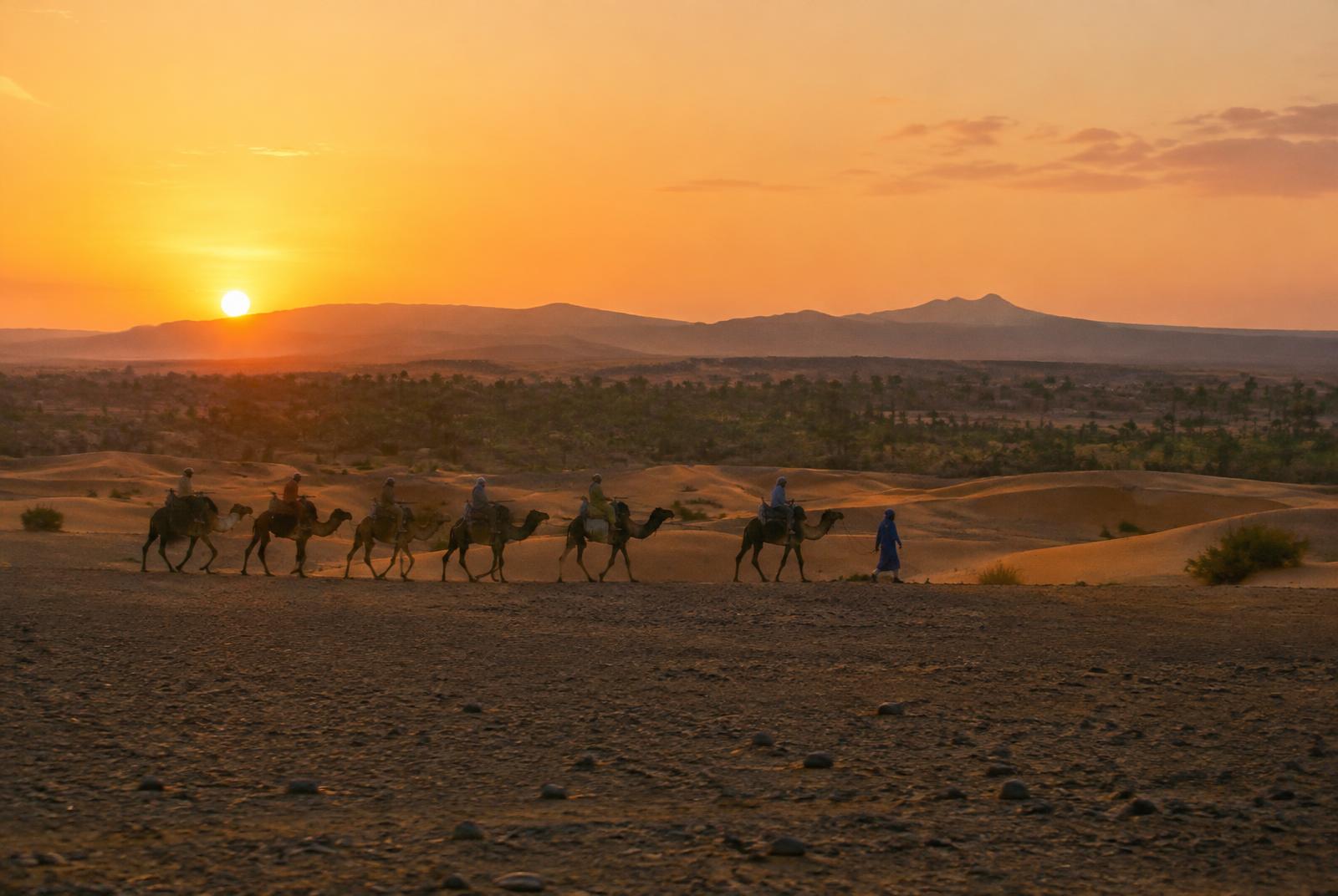Caravane de chameaux au coucher du soleil sur les petites dunes et la hamada du désert de Zagora